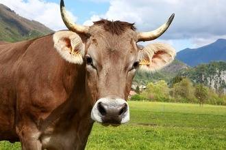 Как лечить понос у коровы
