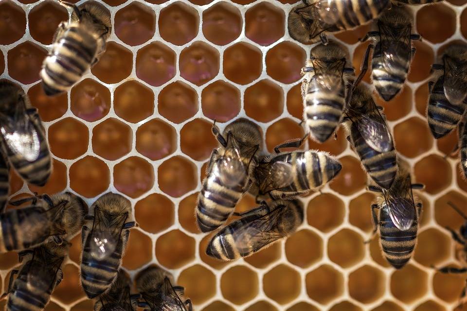 Пчелиные рамки