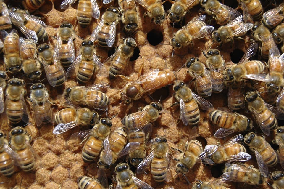 Пчелиная матка с пчелами