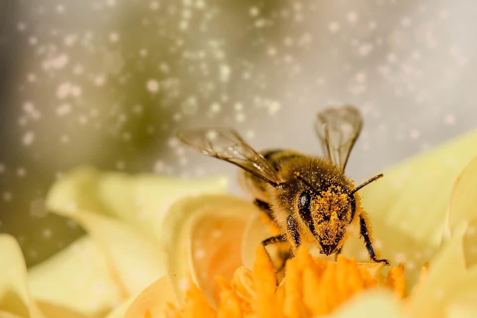 Пчела в пыльце
