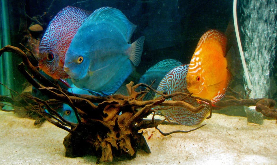 Цветные рыбки