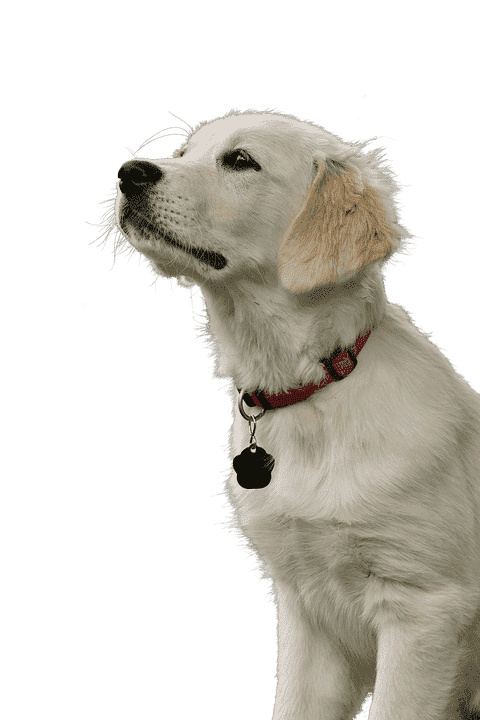 противопаразитарный препарат для собак