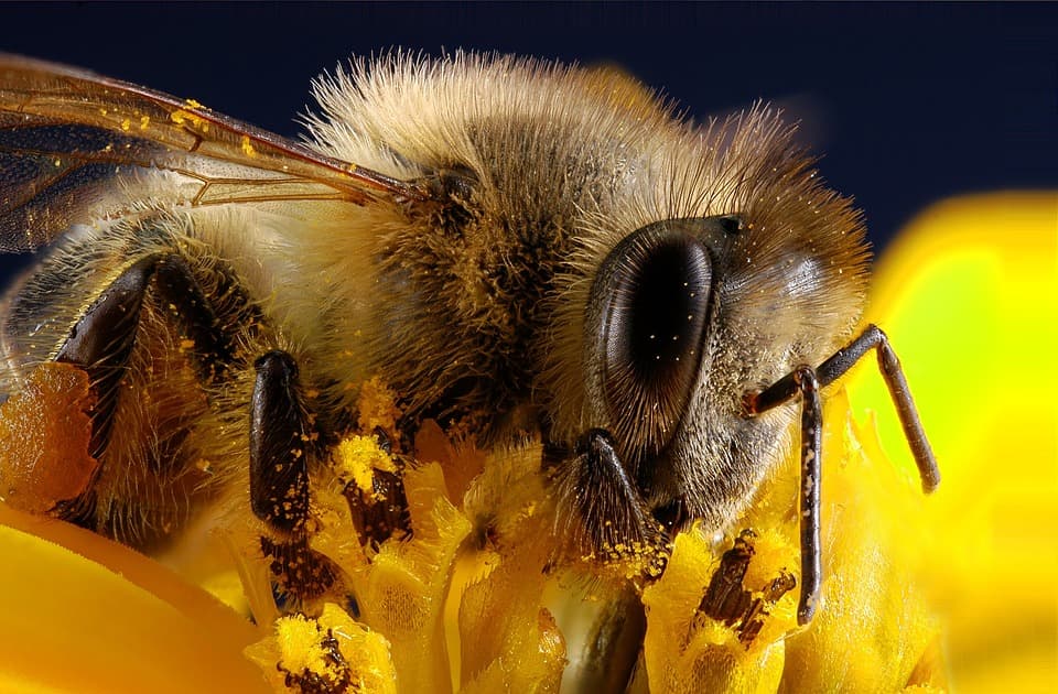 Пчелка в пыльце