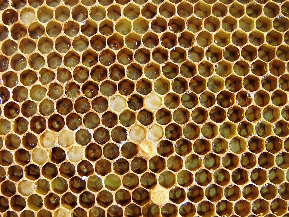 Личинка пчелы