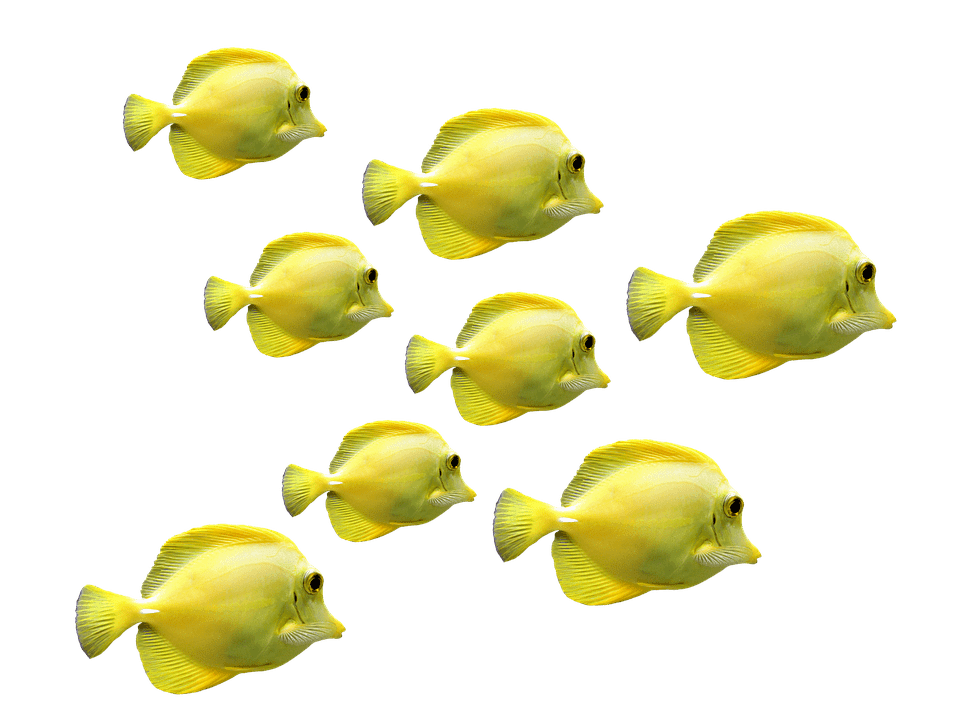 Рыбки желтые