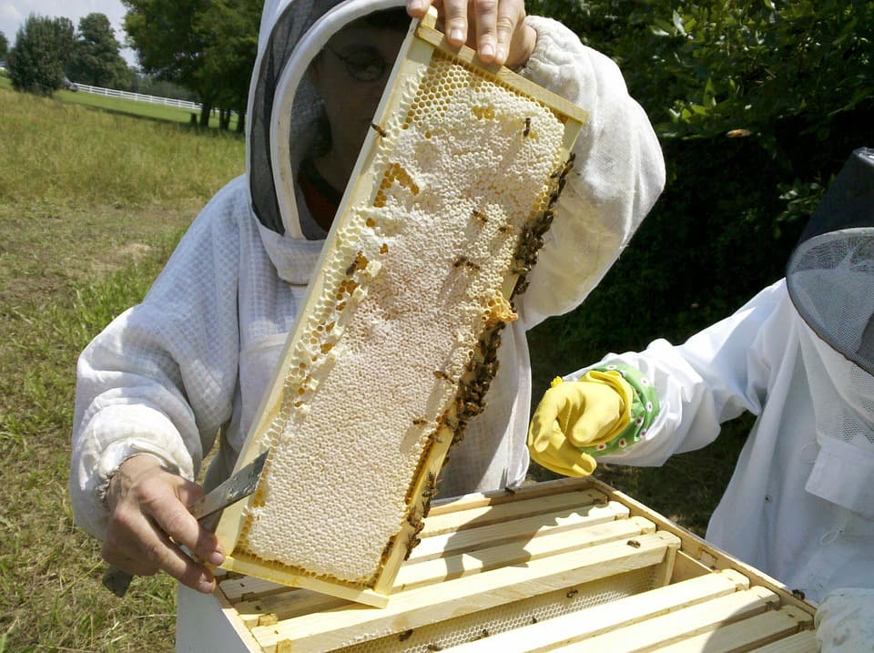 Осмотр пчелиных сотов